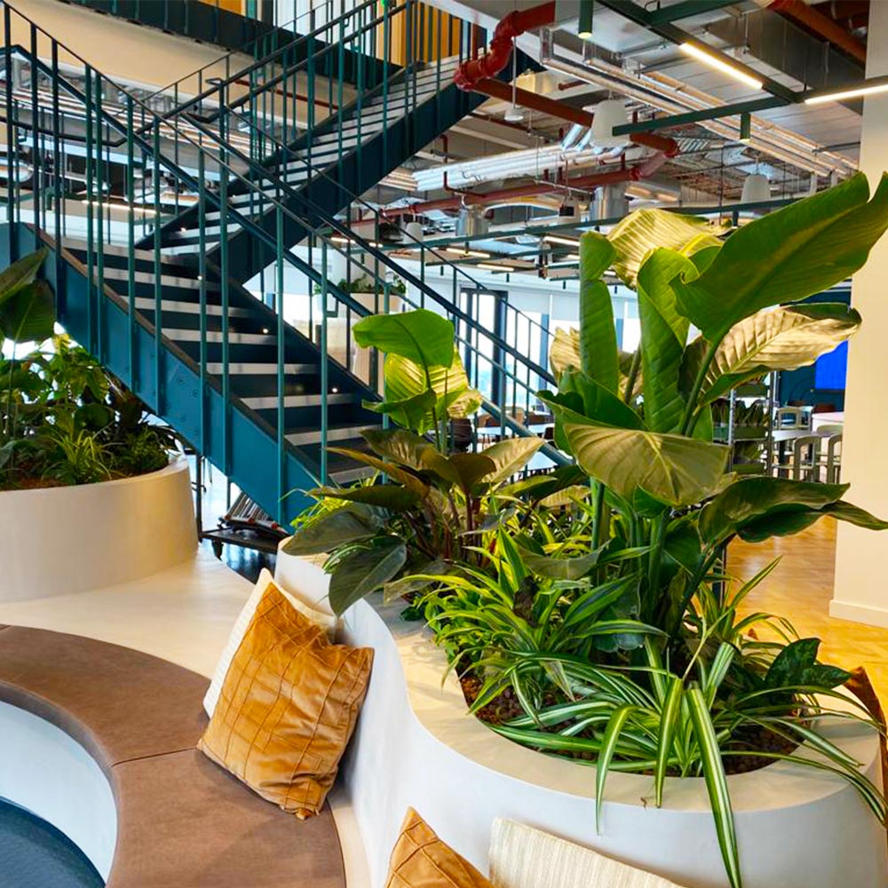 plant displays for commercial spaces and offices